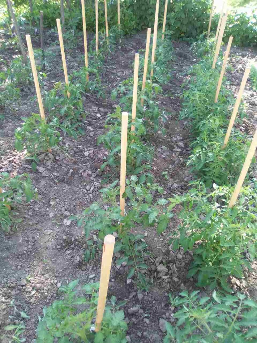 Supply and delivery of seeds, crops and fertilizers