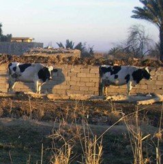 Supply and delivery of Iraqi cows with calves
